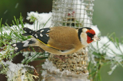 Goldfinch