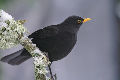 Blackbird