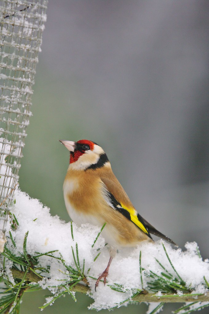 Goldfinch