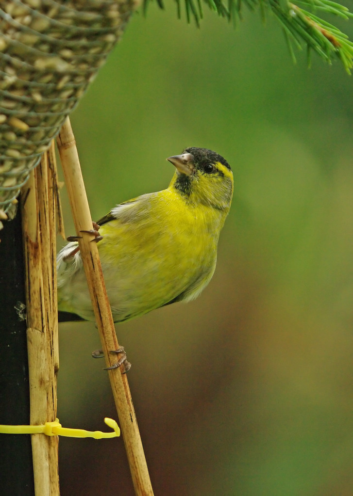 male Siskin