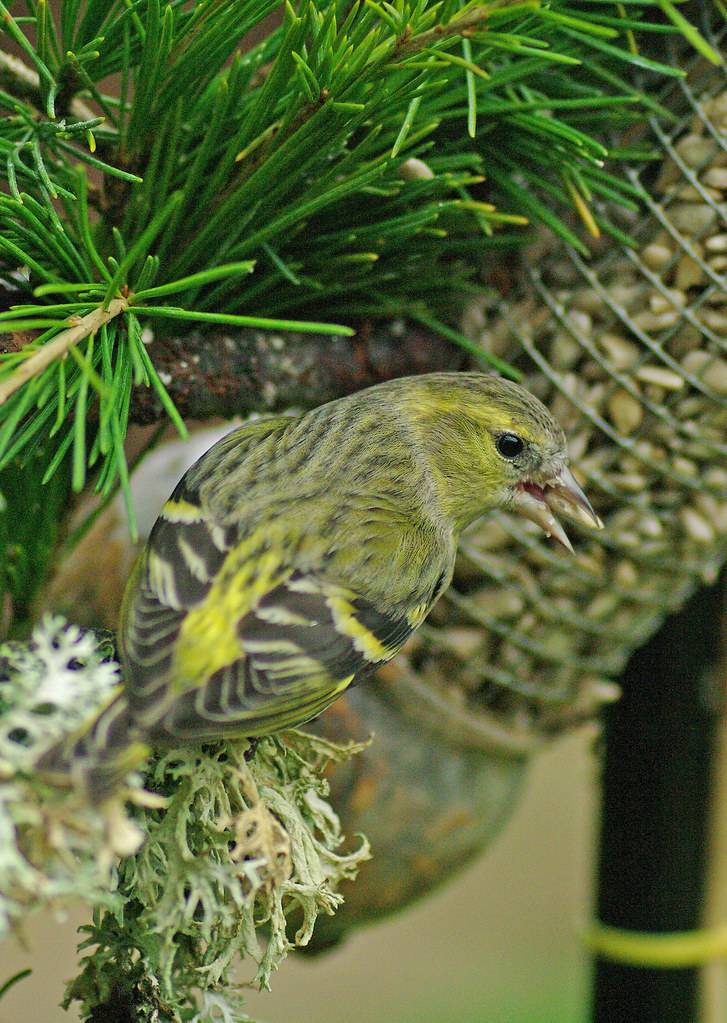 Hen Siskin