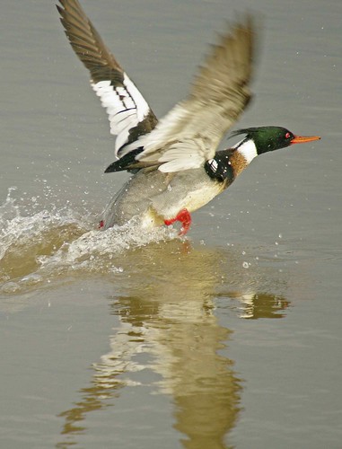 Red Breasted Merganser Drake