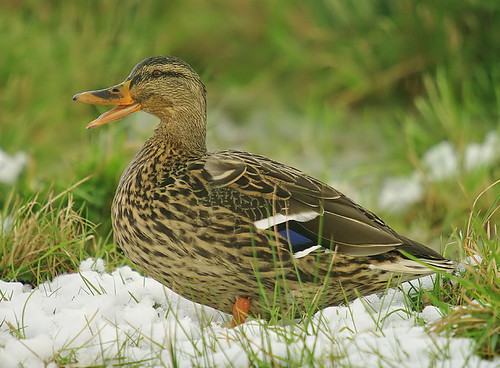 Mallard