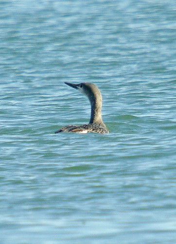 Red Throated Diver