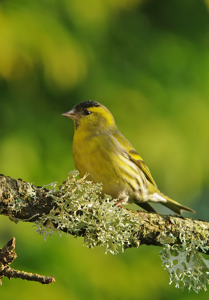 Todays siskin