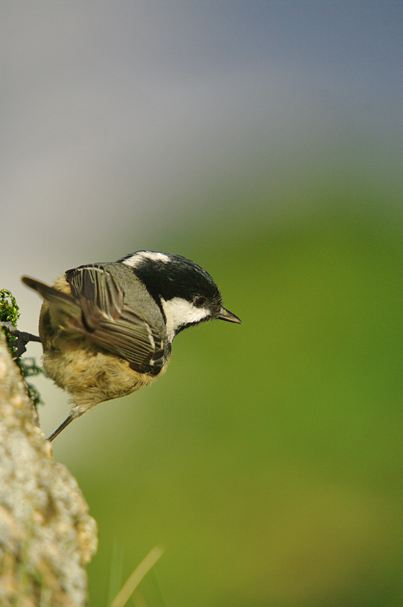 Coal Tit