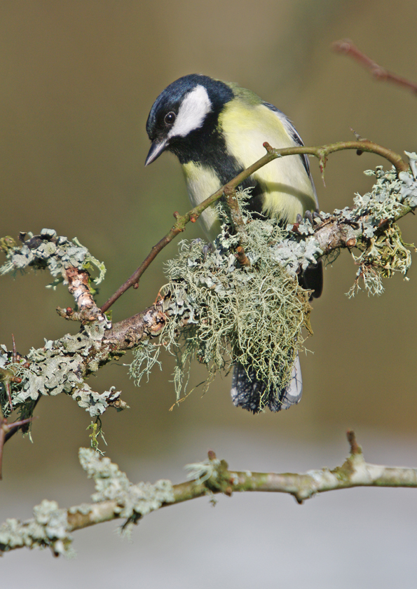 Great Tit