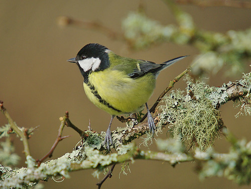 Great Tit