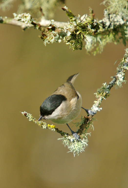 Marsh Tit