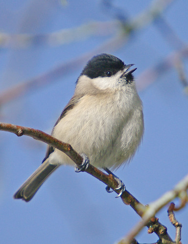 Marsh Tit