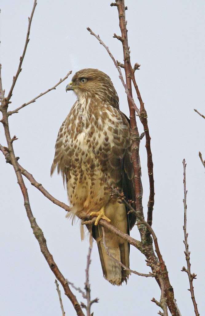Buteo 2a