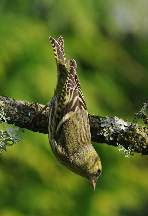 Acrobatic Siskin