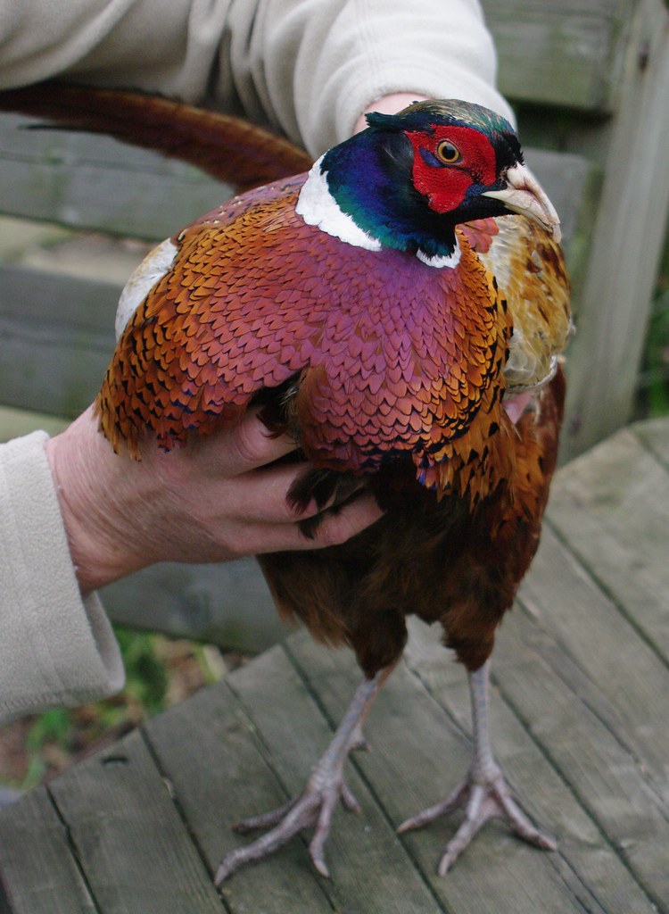 Ring-necked Pheasant
