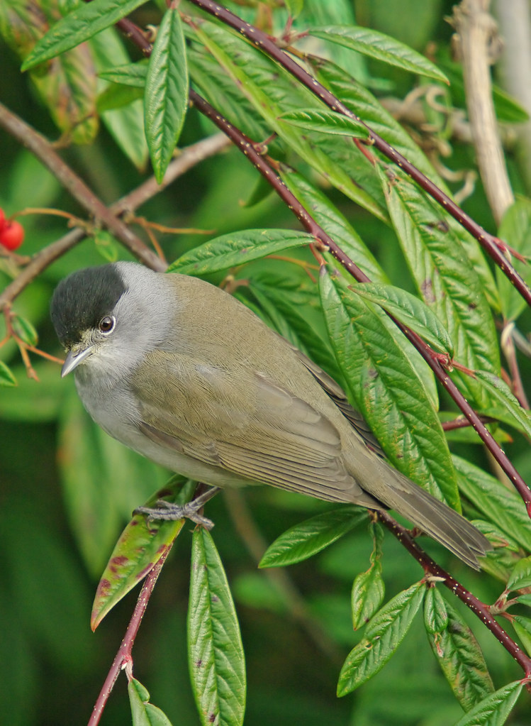 Blackcap