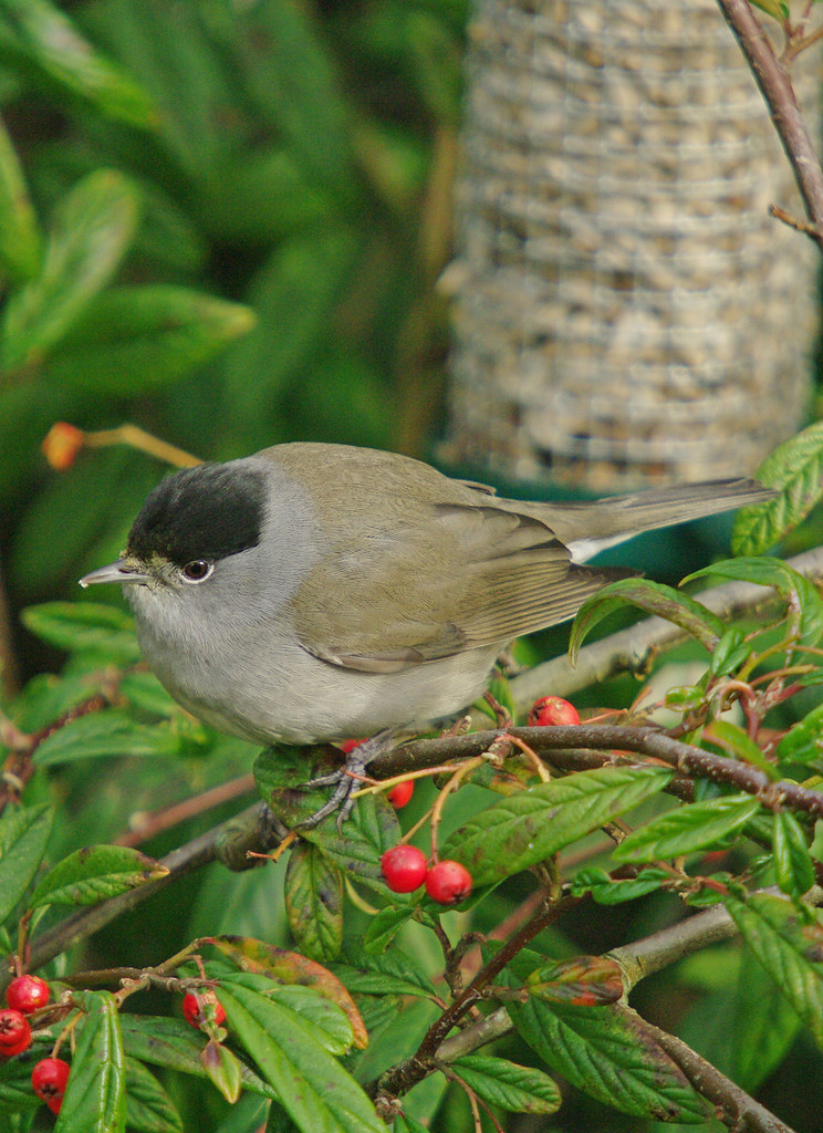 Blackcap 2