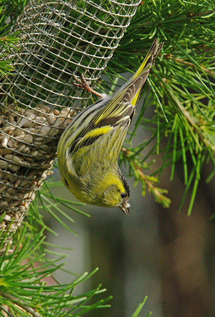 Acrobatic male siskin