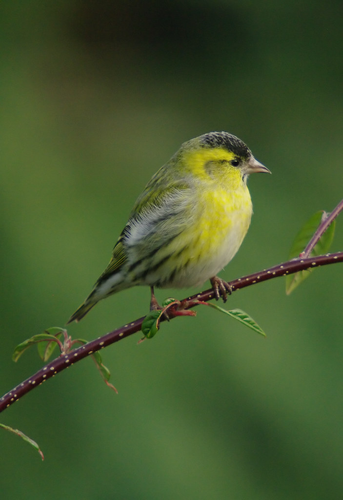 Siskin 