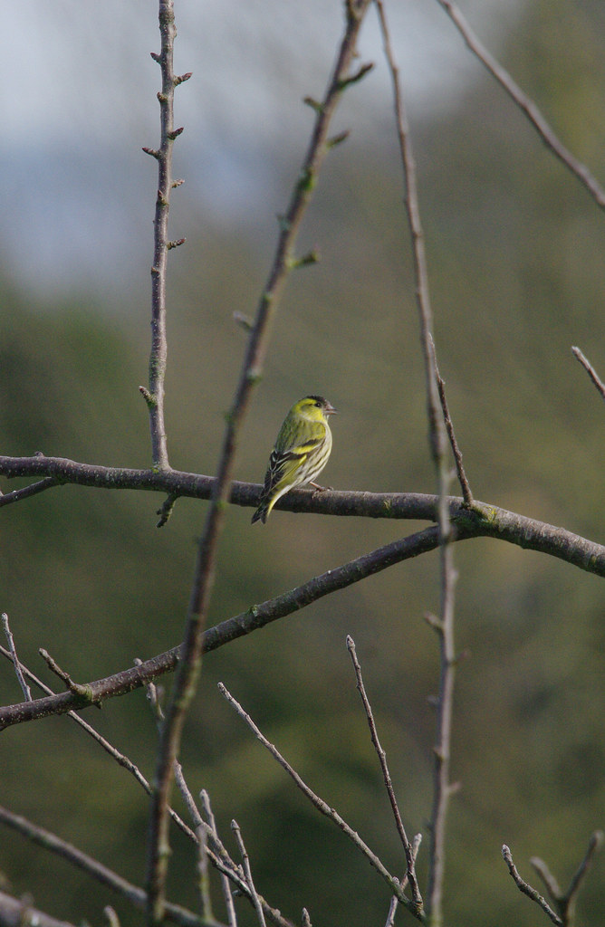 Siskin in the apple tree.