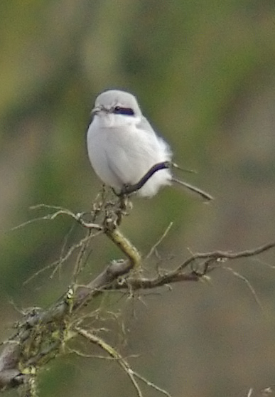 Great Grey Shrike
