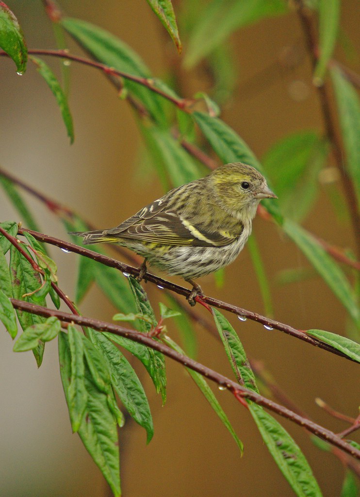 Siskin Hen