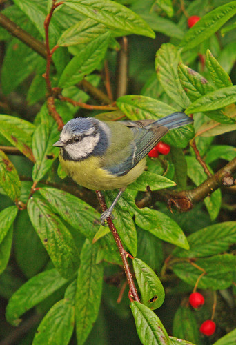 Blue Tit