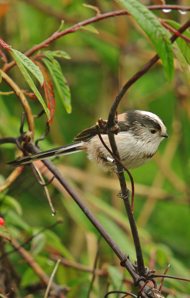 Long Tailed Tit