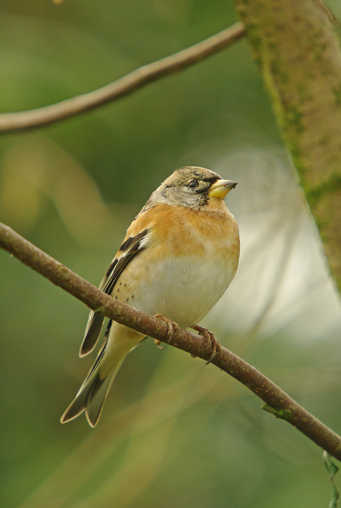 Brambling