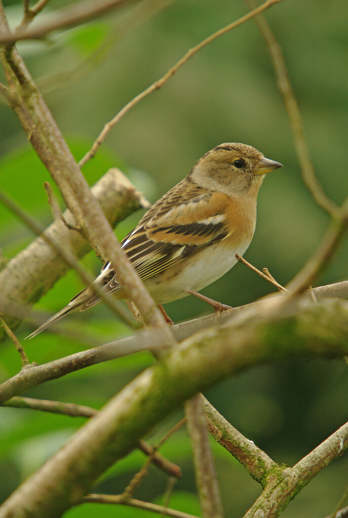 Brambling hen
