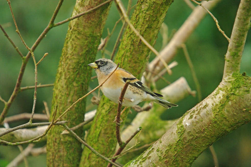 Brambling 