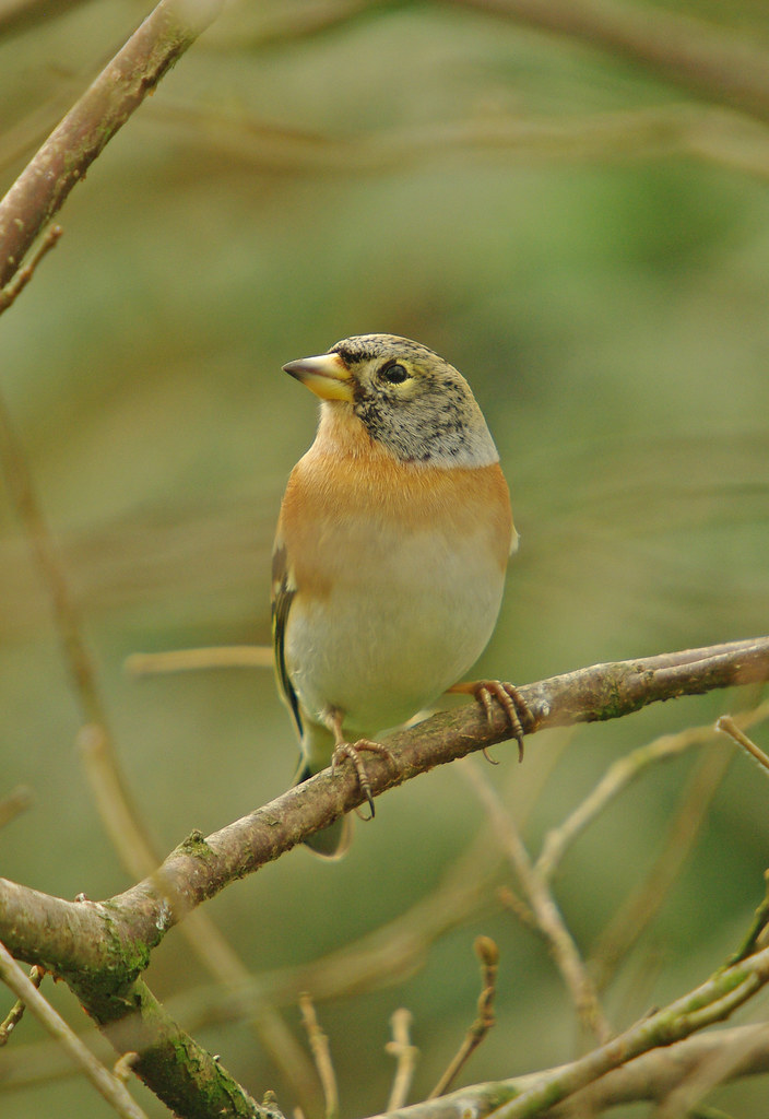 Brambling