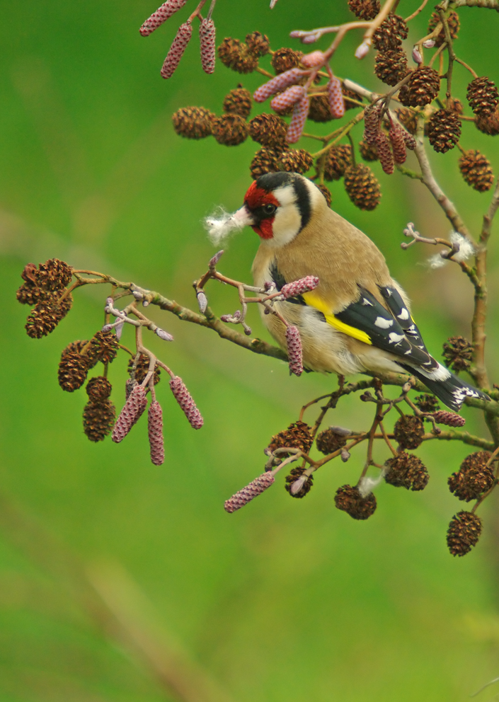 Goldfinch