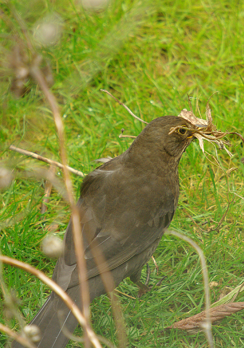Blackbird nesting