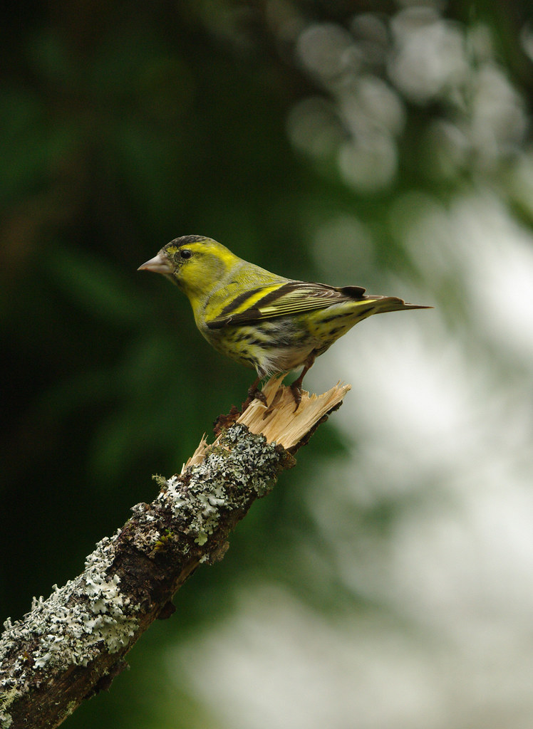 Siskin Portrait