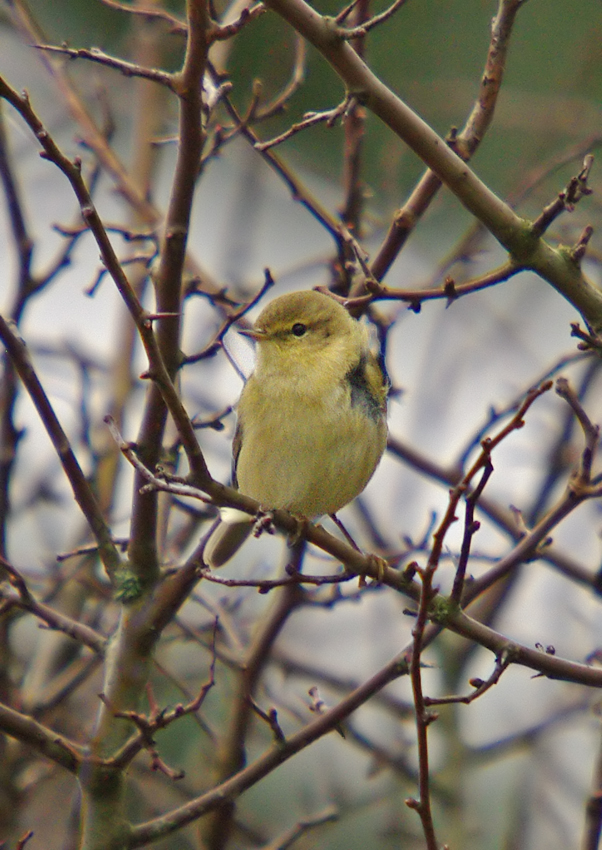 Chiffchaff