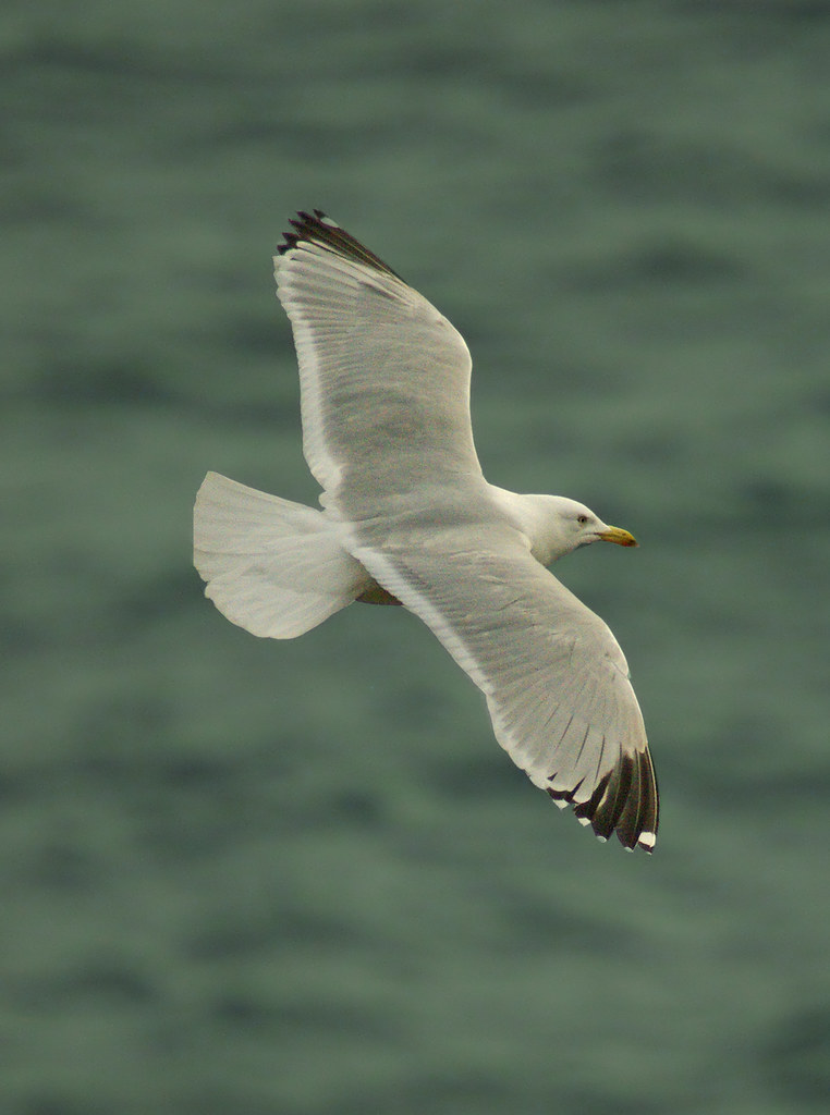 Herring Gull at Beer