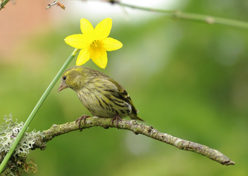 Siskin