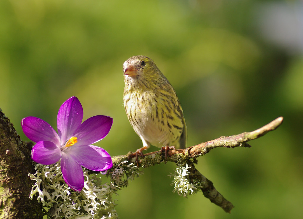 Siskin with crocus