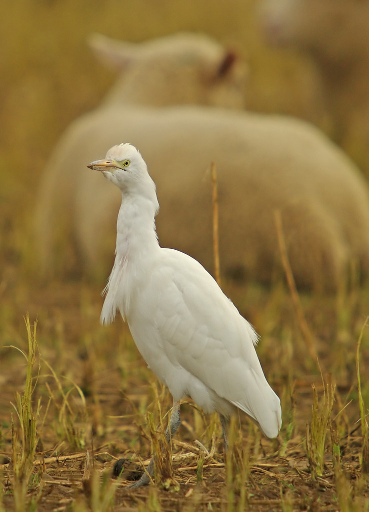 Cattle Egret