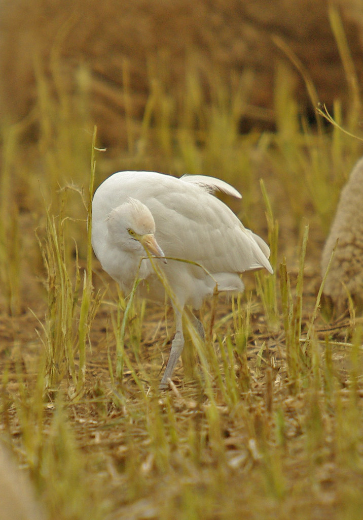 Cattle Egret