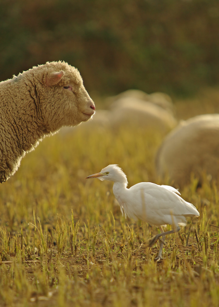 With Lamb