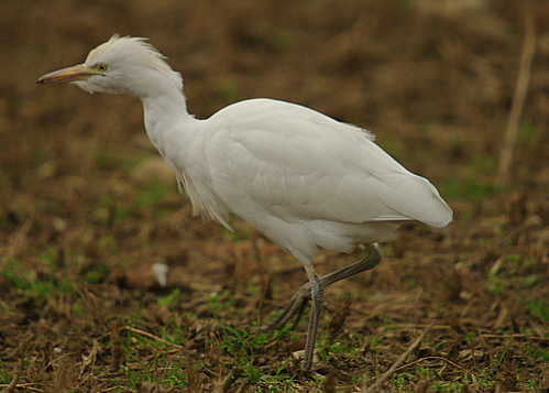 Cattle Egret