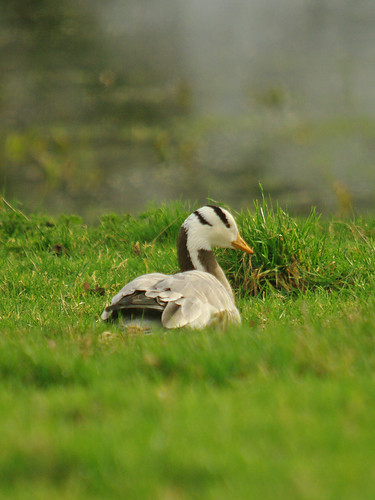Bar-headed Goose