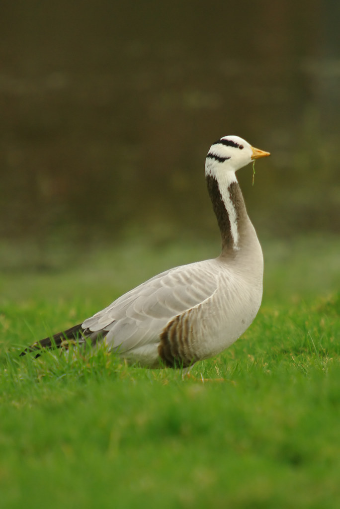 Bar-headed Goose