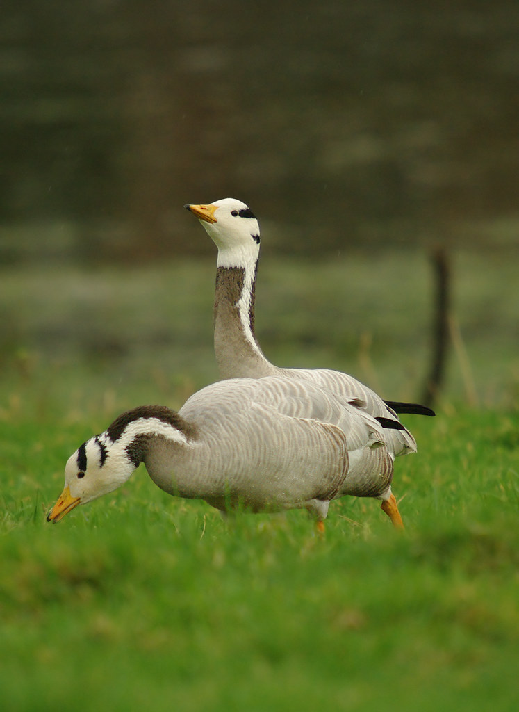 Bar-headed Goose