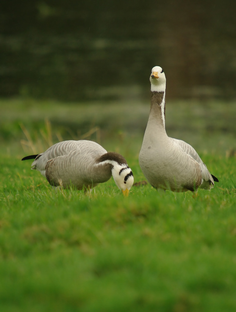 Bar-headed Goose