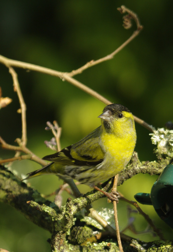 Siskin