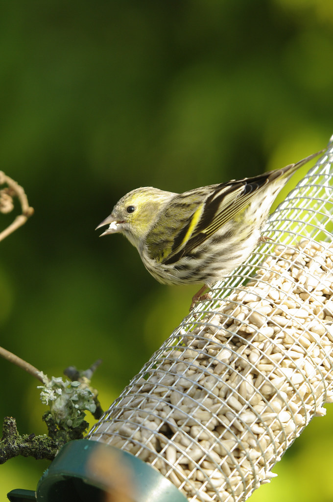 Siskin