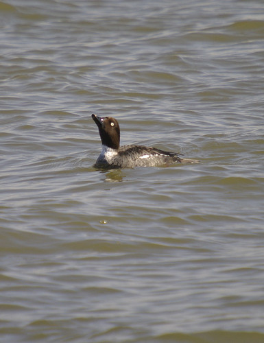 Female Goldeneye