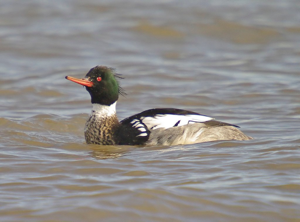 Red-breasted Merganser
