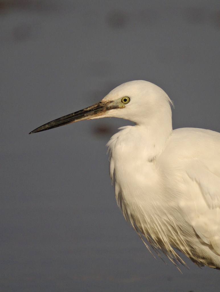 Egret head